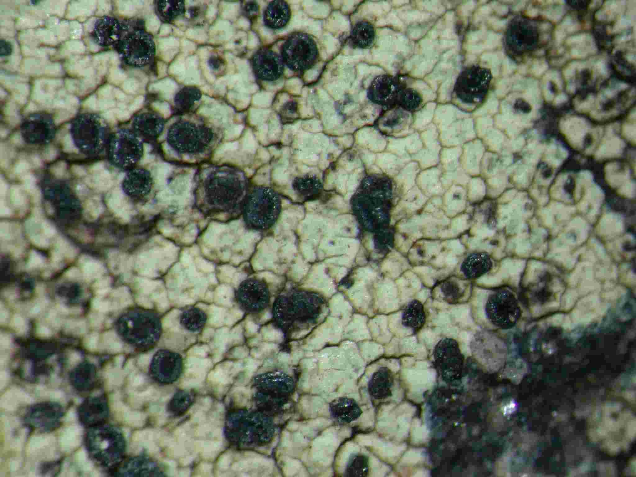 [Lecidella elaeochromoides]